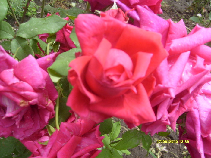 S6303706 - trandafirii mamei mele