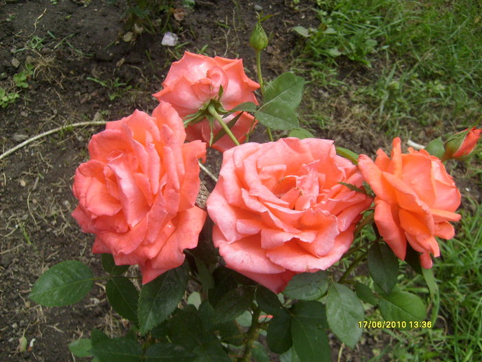 S6303707 - trandafirii mamei mele