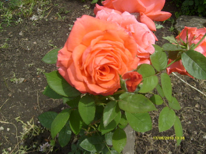 S6303708 - trandafirii mamei mele