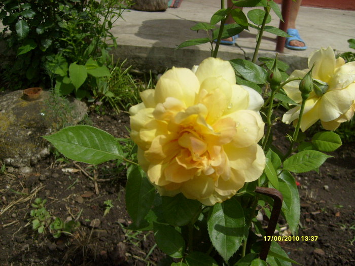 S6303709 - trandafirii mamei mele