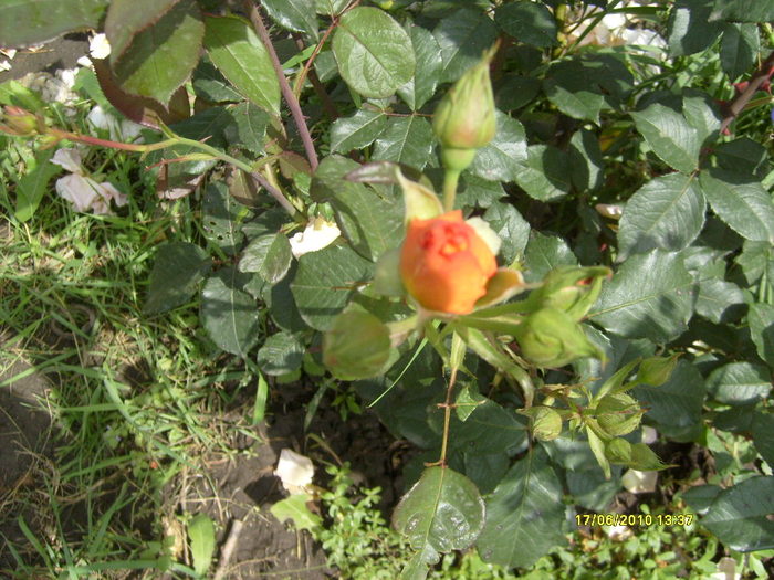 S6303711 - trandafirii mamei mele