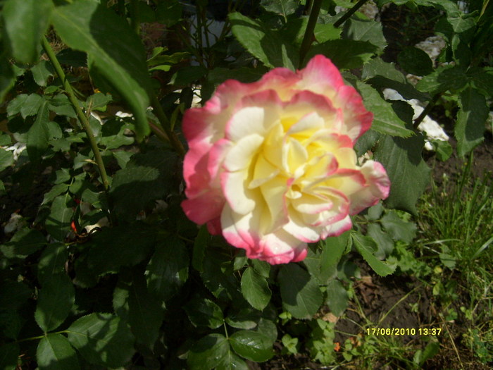 S6303712 - trandafirii mamei mele
