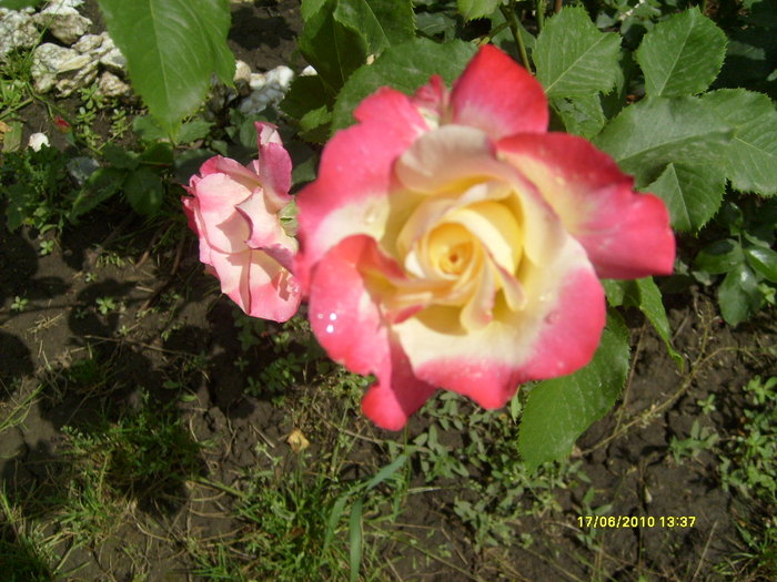 S6303713 - trandafirii mamei mele