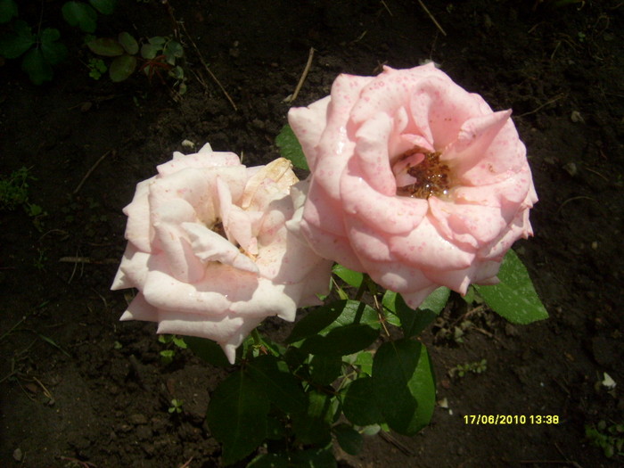 S6303714 - trandafirii mamei mele