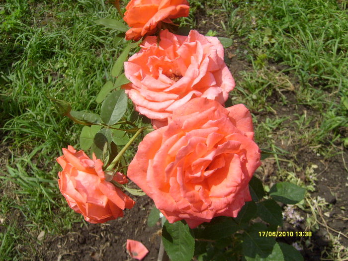 S6303715 - trandafirii mamei mele