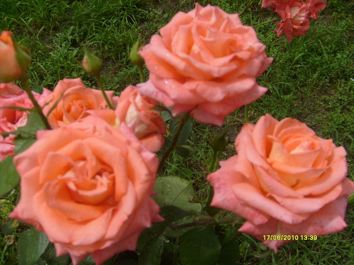 S6303716 - trandafirii mamei mele