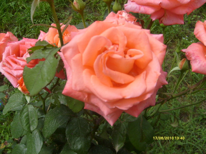 S6303717 - trandafirii mamei mele