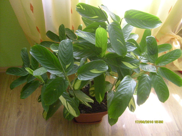 calathea a mai crescut