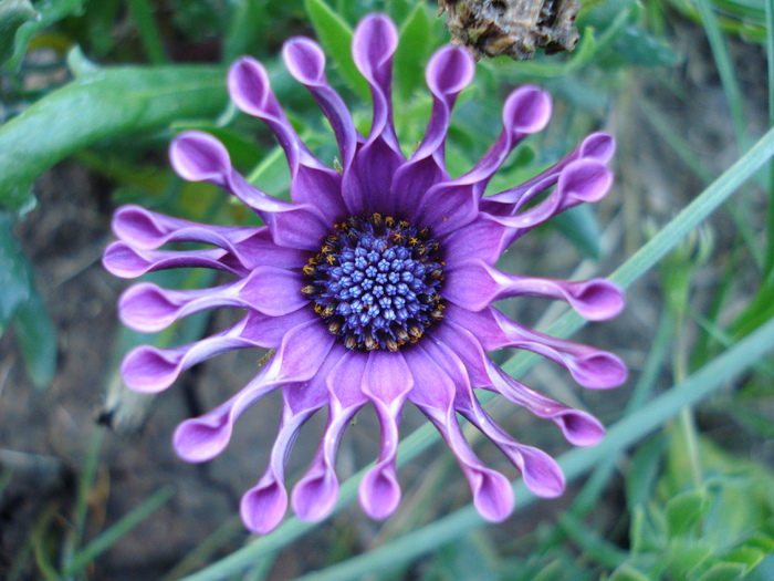 Daisy Nasinga Purple (2010, June 05)