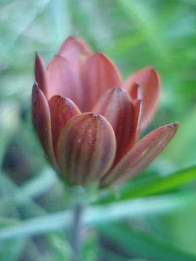 Daisy Orania Terracotta (2010, June 05) - Osteo Orania Terracotta