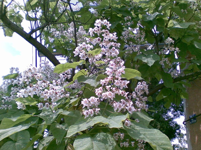 au inflorit castanii