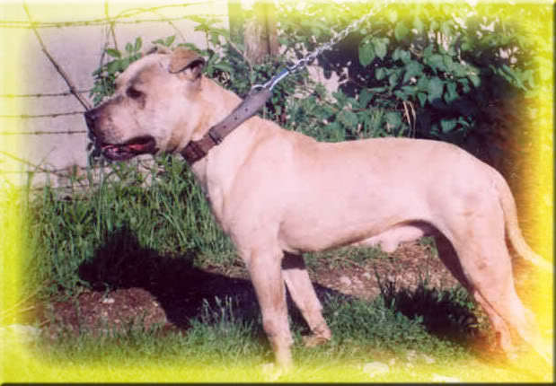 Jockojr - APBT pictures