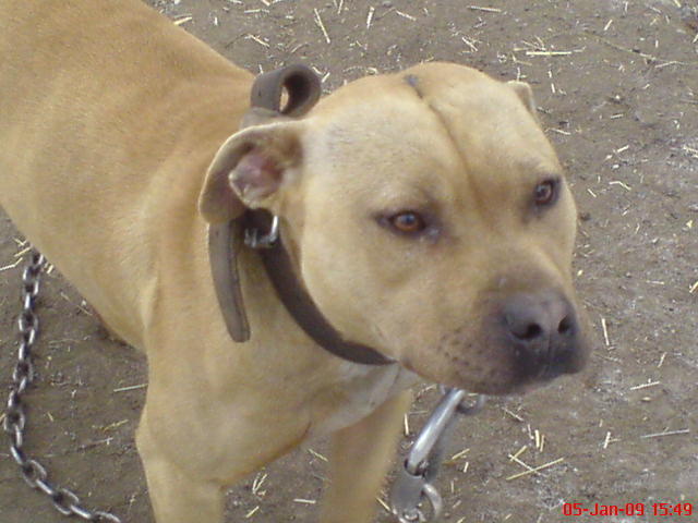 DSC04752 - APBT pictures