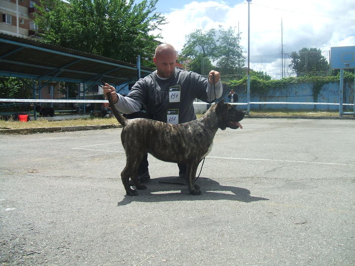 woda - dogo canario in show