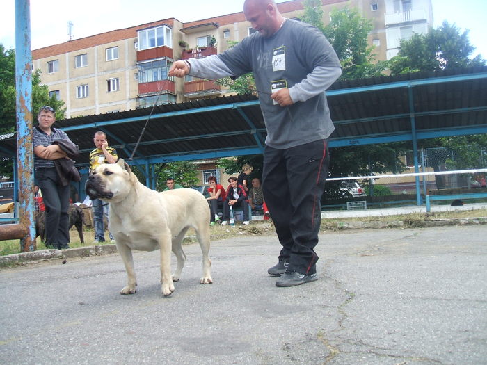 sony - dogo canario in show