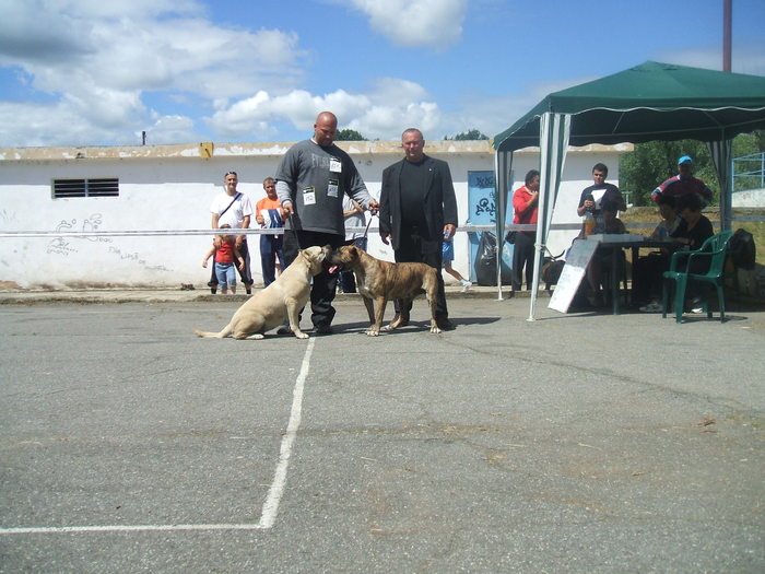 poze - dogo canario in show