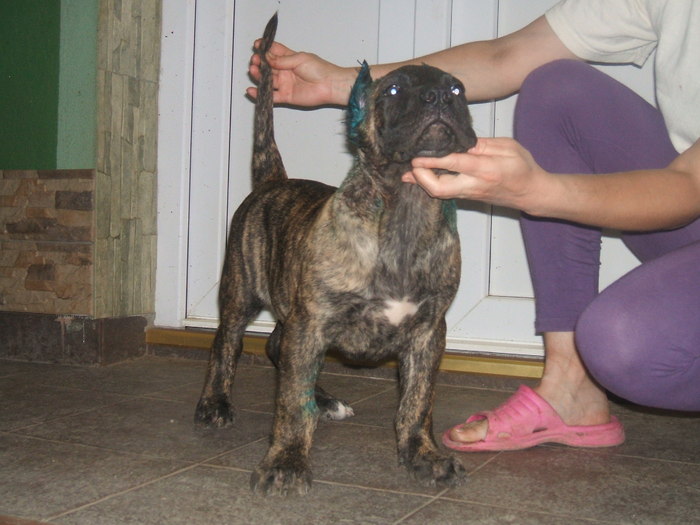 gucci - tineret promitator Dogo Canario