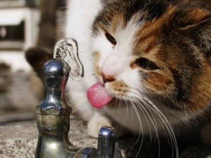 animal,cat,cute,animals,drink,tongue-bad61ecf53bfdca538d464dc4b3f3e8e_h - concurs 3