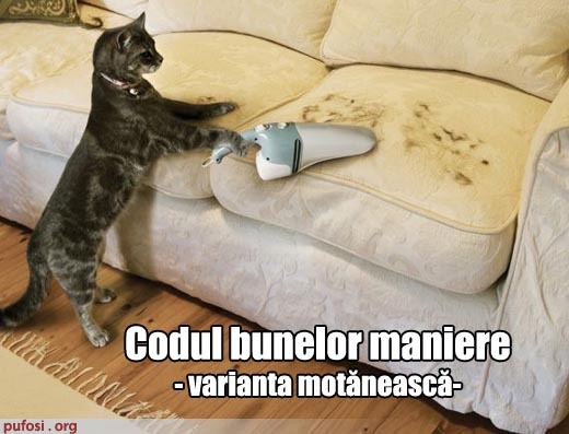 poza-amuzanta-codul-bunelor-maniere-la-pisici - pisicute