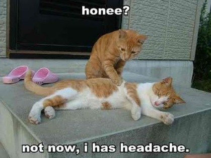 1188245238-honee-not-now-i-has-headache - pisicute
