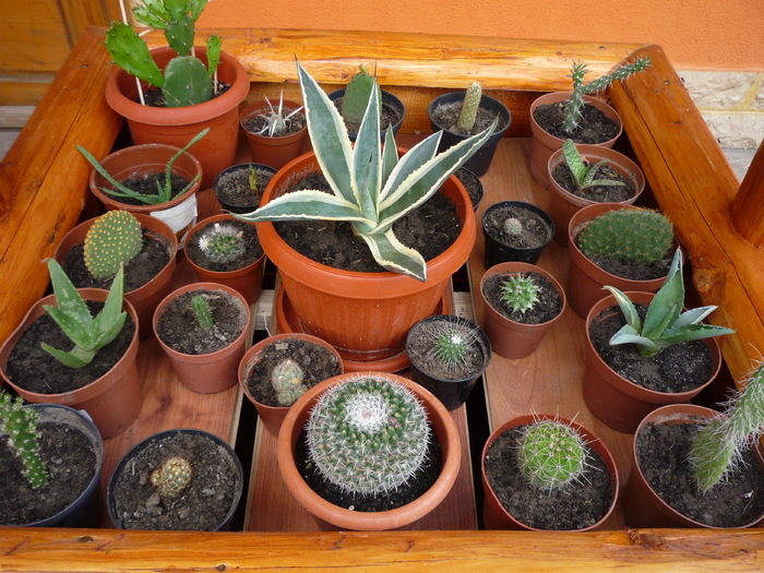 cactusi de la dl. Florin ( flocactusi) - cactusi si suculente