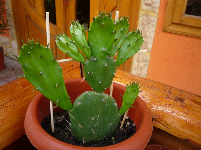 limba soacrei - cactusi si suculente