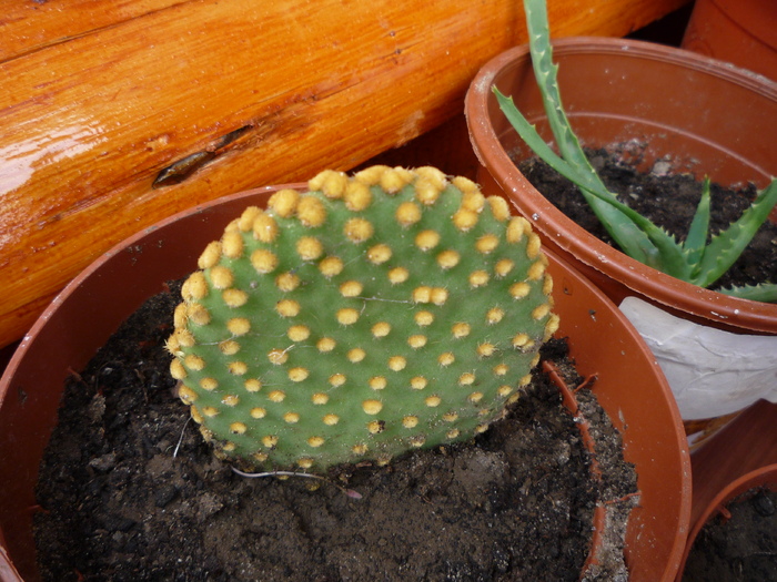 P1040442 - cactusi si suculente