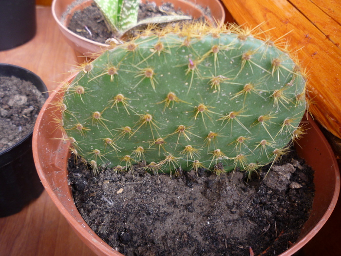 P1040444 - cactusi si suculente