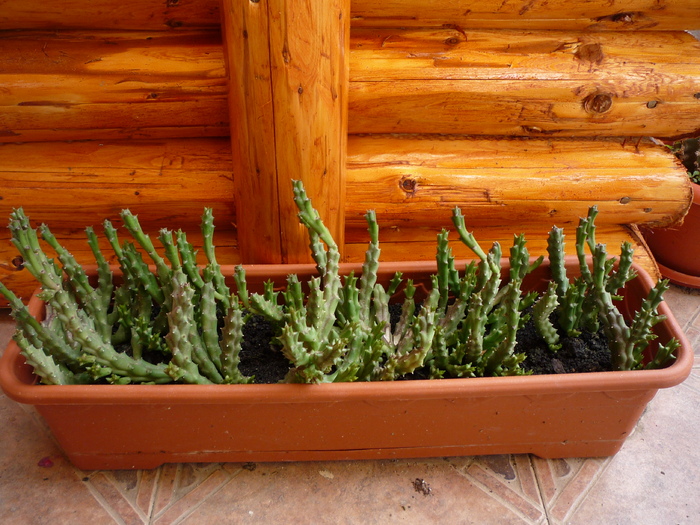 P1040447 - cactusi si suculente