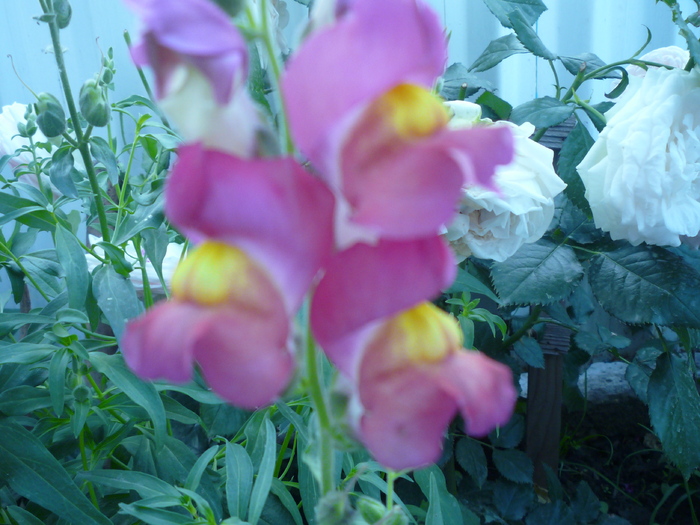 gura leului - flori gradina 2010