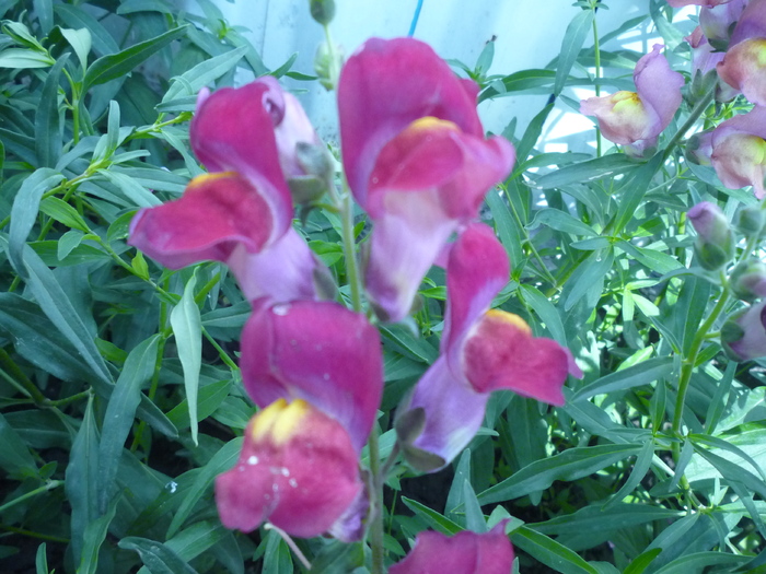 P1040378 - flori gradina 2010