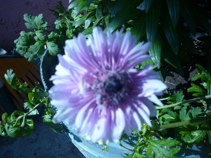 anemona - flori gradina 2010