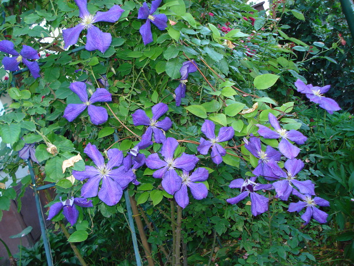 "Jackmanii" 17062010 - Clematis 2010