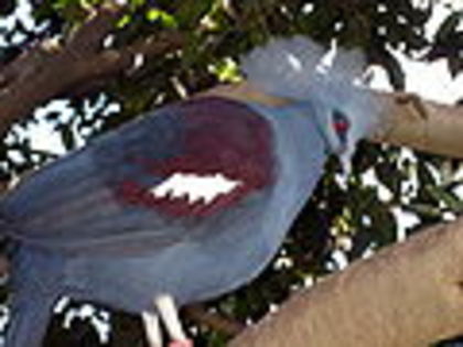 120px-Blue_Crowned_Pigeon - Minuni ale lui Dumnezeu