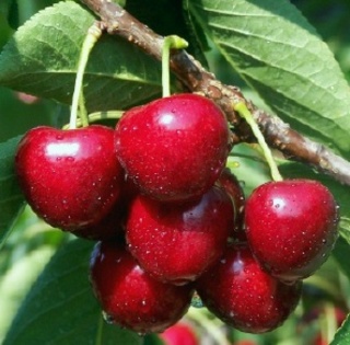 cherry - Cirese