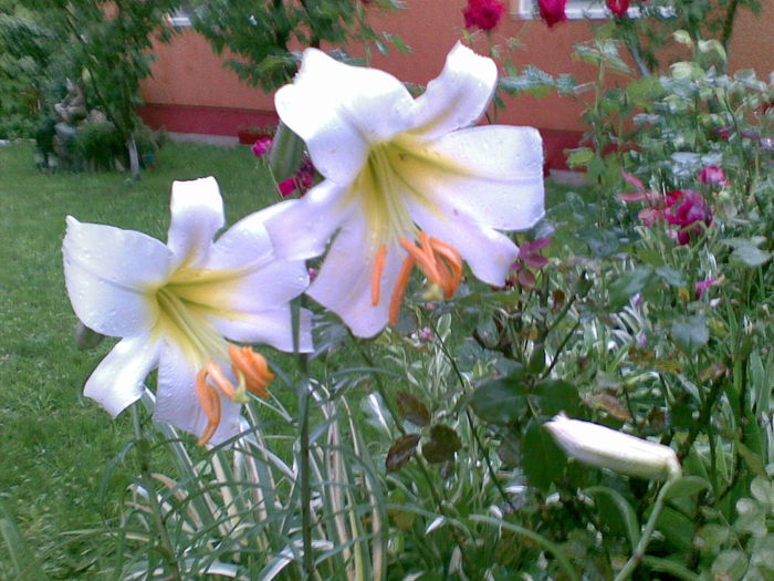 crini regali - CRIN-hemerocallis