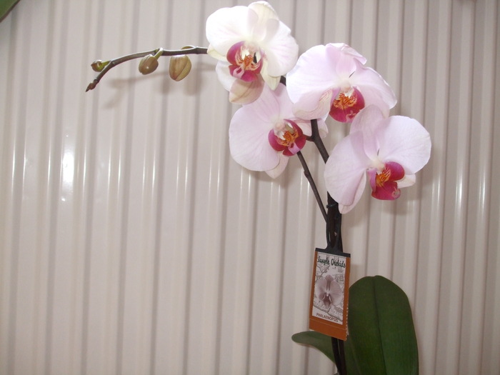 Phalaenopsis