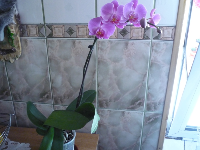 orhidee - dragele mele flori 2009