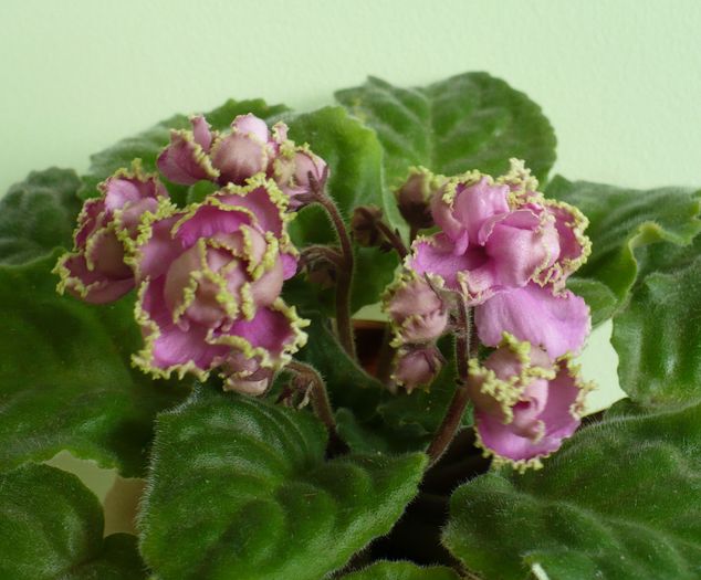 P1270523 - Violete africane 2010 -AV