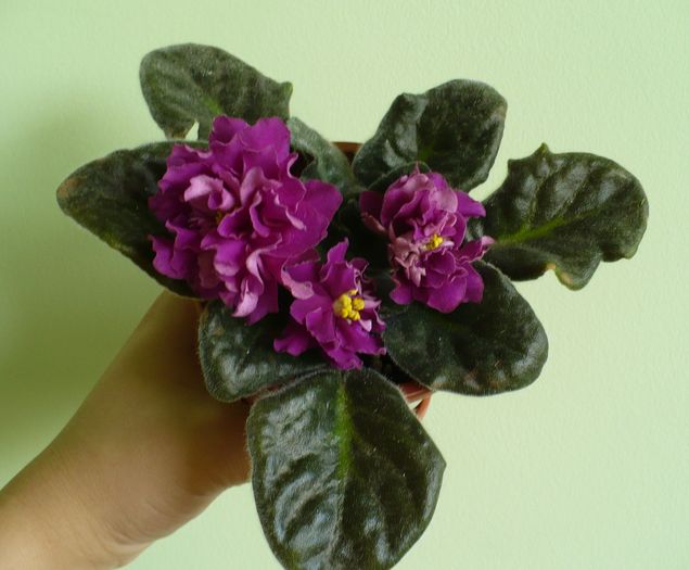 P1270525 - Violete africane 2010 -AV