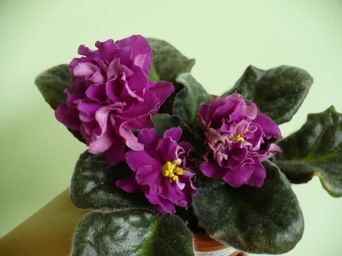 P1270529 - Violete africane 2010 -AV