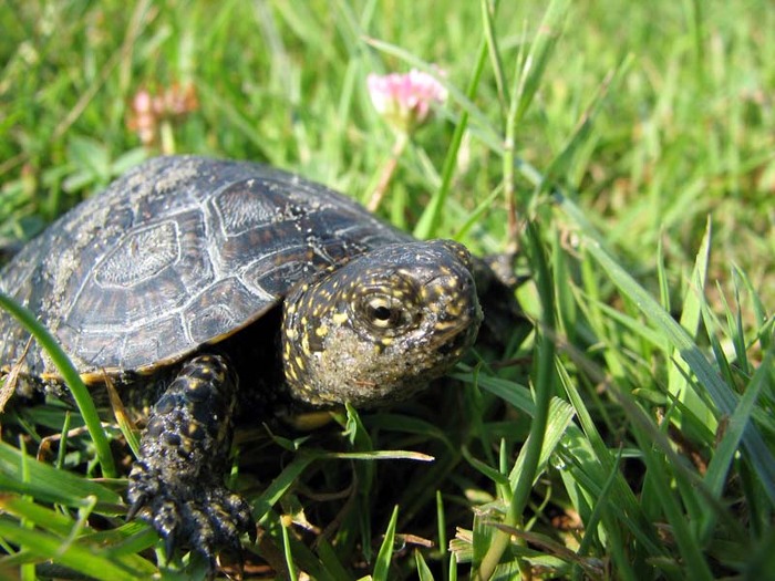 yomi - Prietenii mei de pe sunphoto