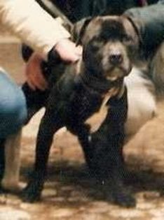 med_4a741944dab60 - APBT pictures