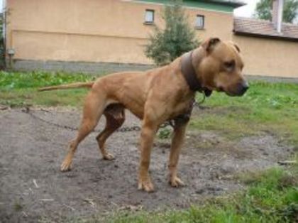 med_4a213620201f3 - APBT pictures