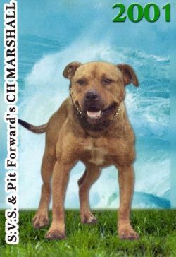 med_4a68802340638 - APBT pictures