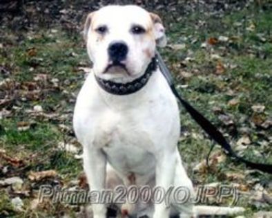 med_4bb83e811723e - APBT pictures