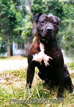 med_4bbd7adbb1c59 - APBT pictures