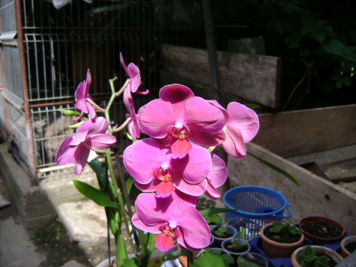 DSC04302 - orhidee