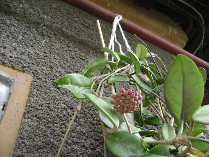 HOYA Carnosa