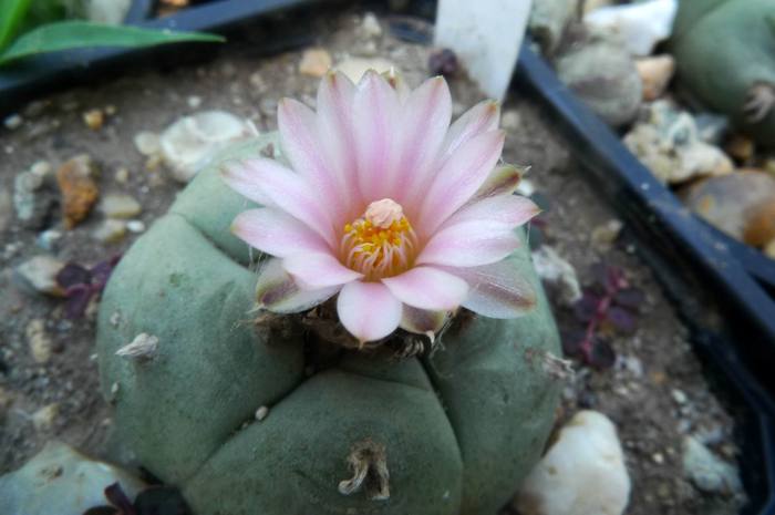  - Lophophora